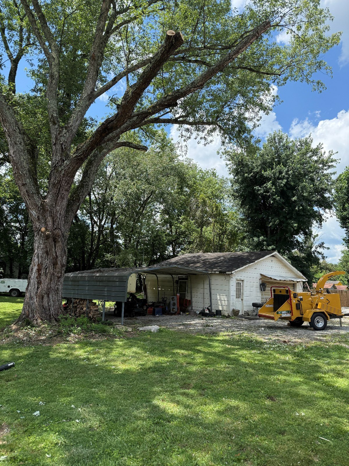 Freshly cut large tree limb with wood chipper nearby