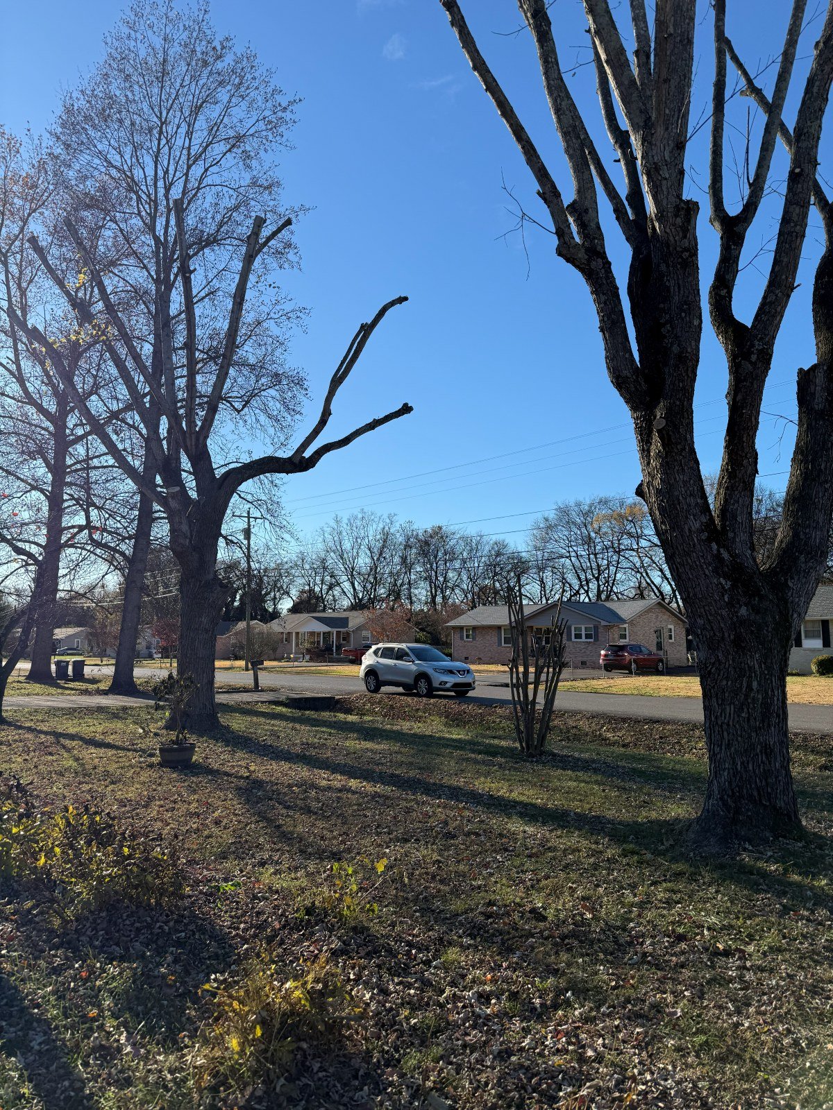 Tree canopy after professional trimming